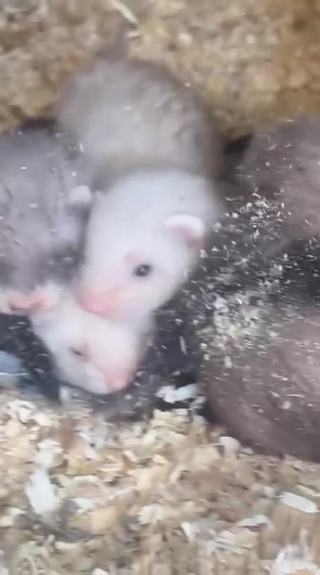 Ferret rodents for sale: Mixed Young Ferrets 10-12 weeks old  - Video 2