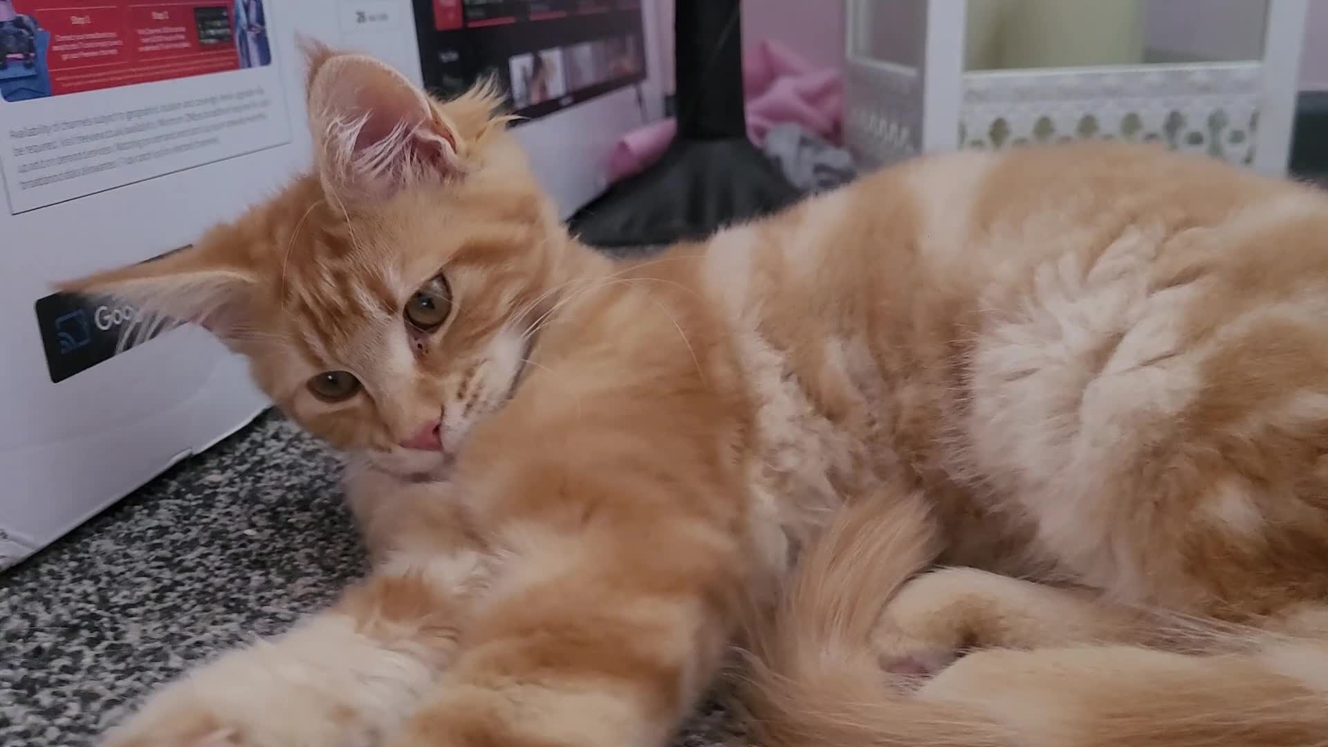 Maine Coon cats for sale: Ginger Maine Coon Kittens  - Video 2