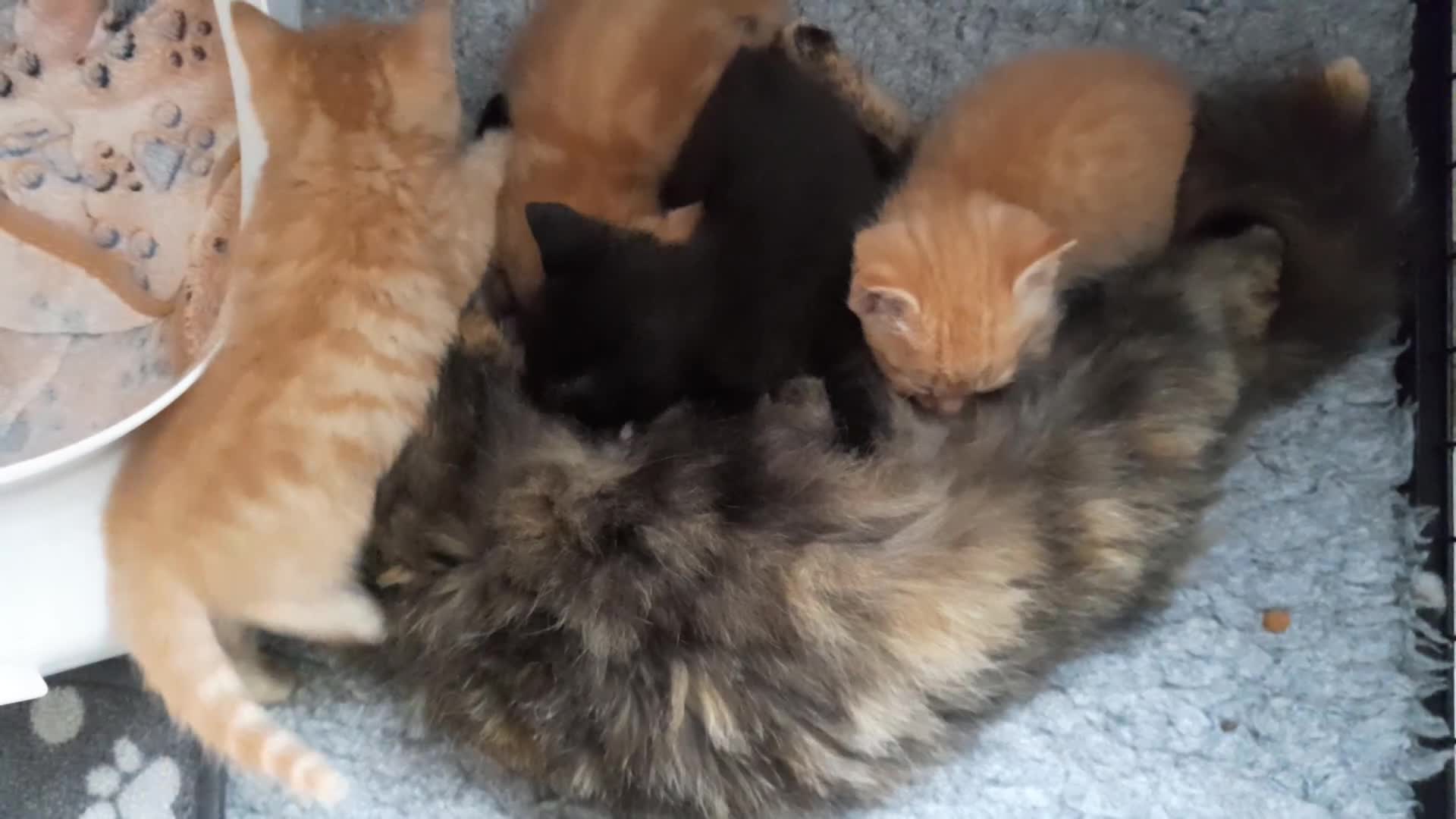 Mixed Breed cats for sale: Gorgeous Ragamuffin x kittens - Video 1