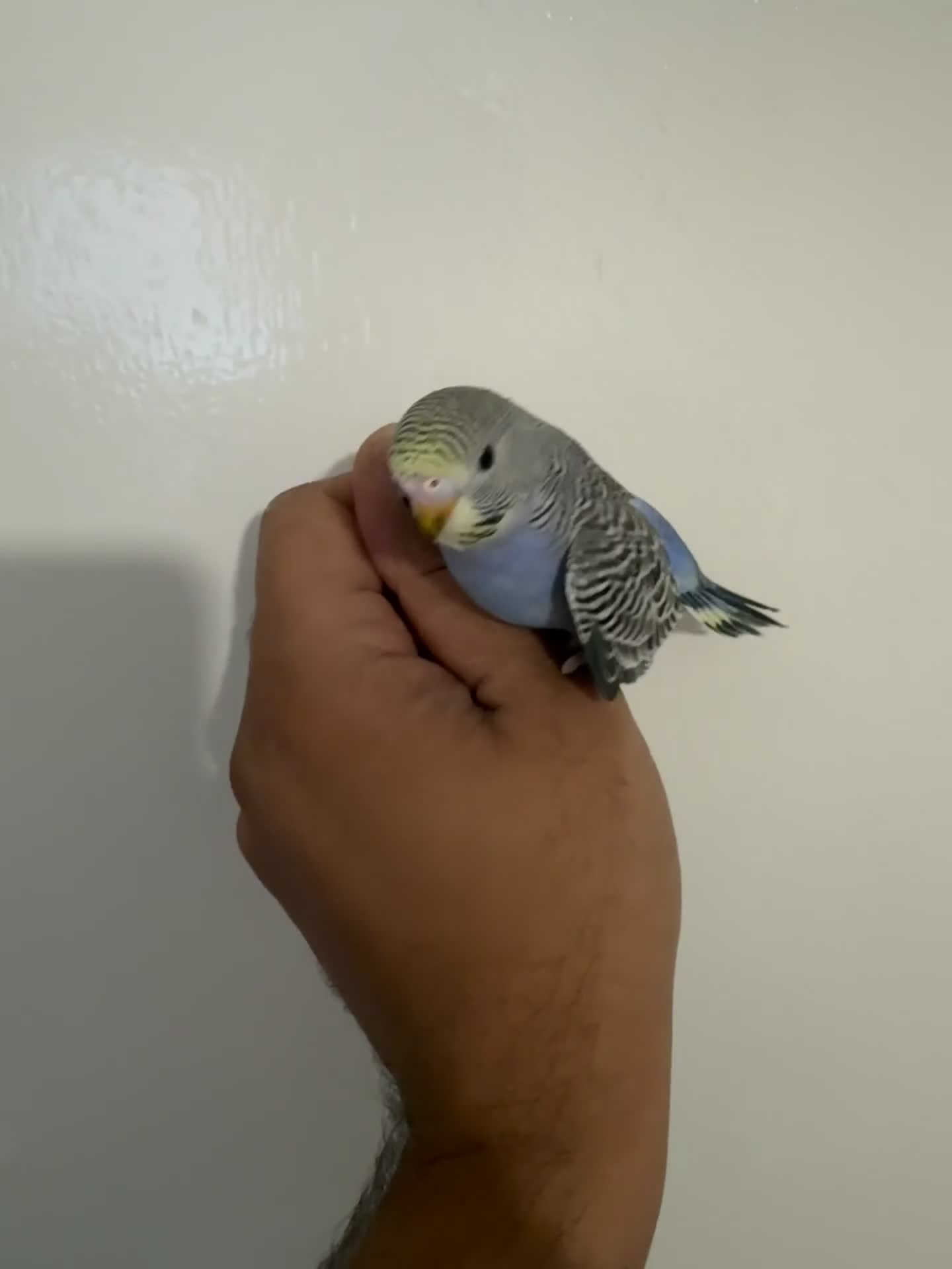 Budgerigars birds for sale: Baby budgies in Sheffield - Video 2