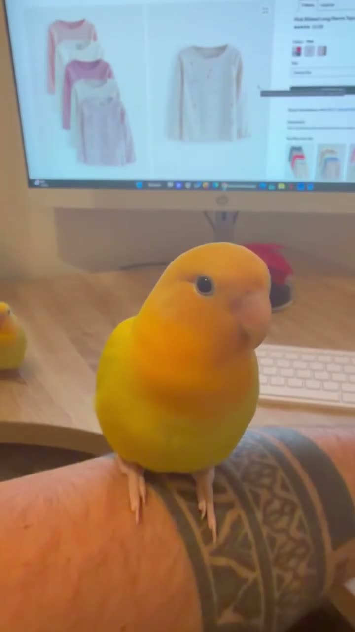 Lovebirds birds for sale: Beautiful Bonded Tame Pair of Lovebirds 1 year old - Video 4