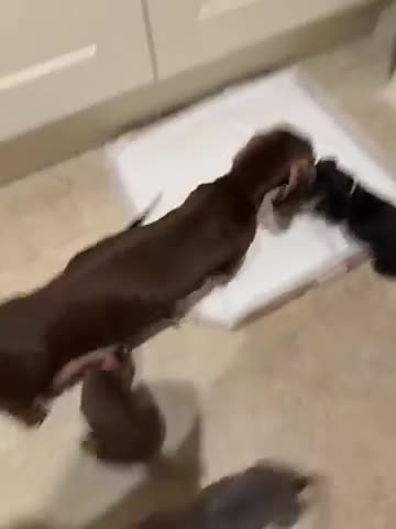 Miniature Dachshund dogs for sale: Beautiful Miniature Daushund Puppies - Video 1