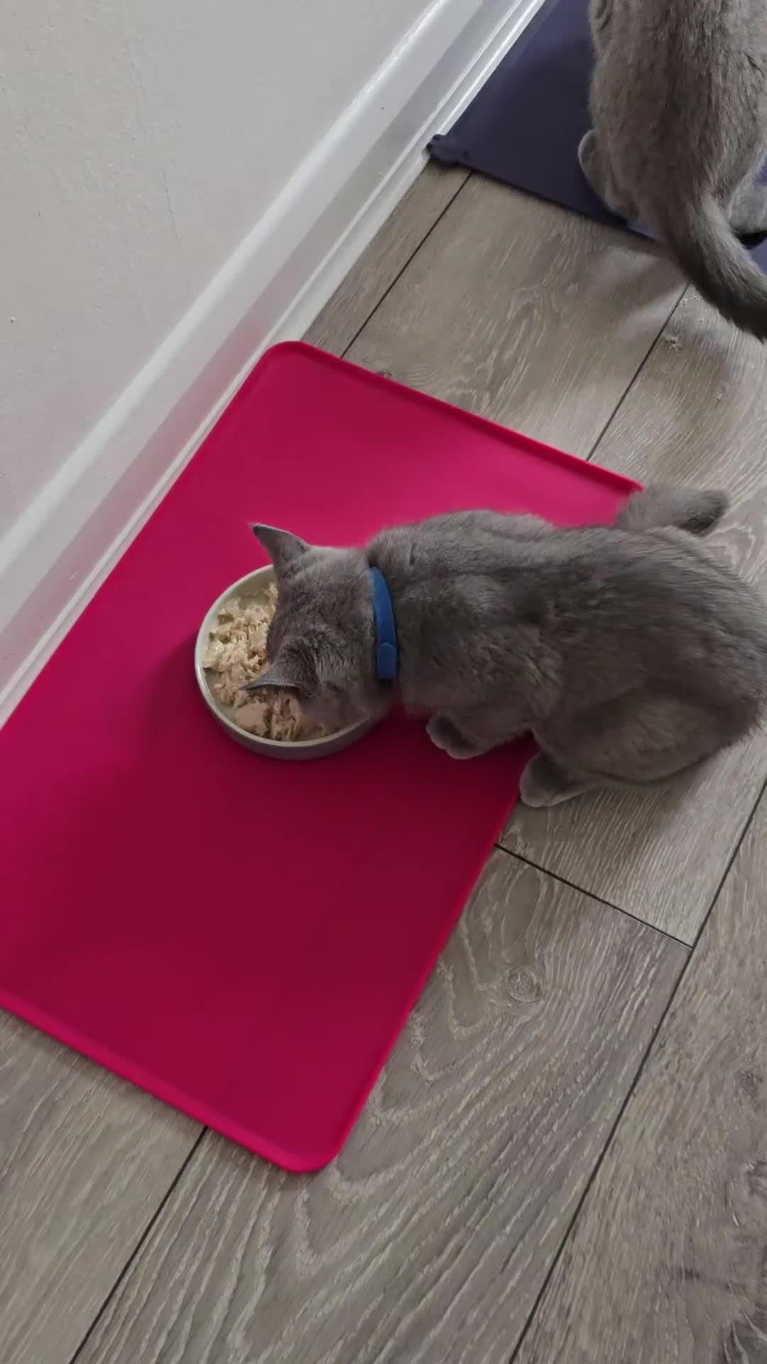British Shorthair cats for sale: British Blue Shorthair - Video 3