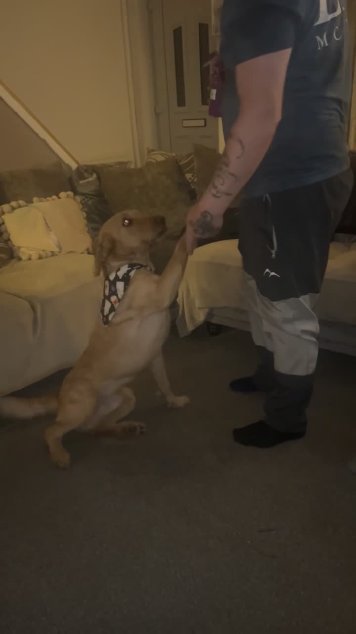 Labradoodle dogs for stud: Max parkin - Video 1