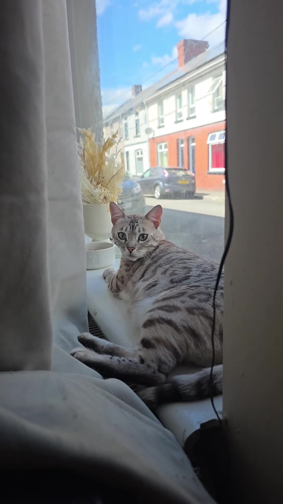 Bengal cats for sale: Beautiful bengal cat - Video 1