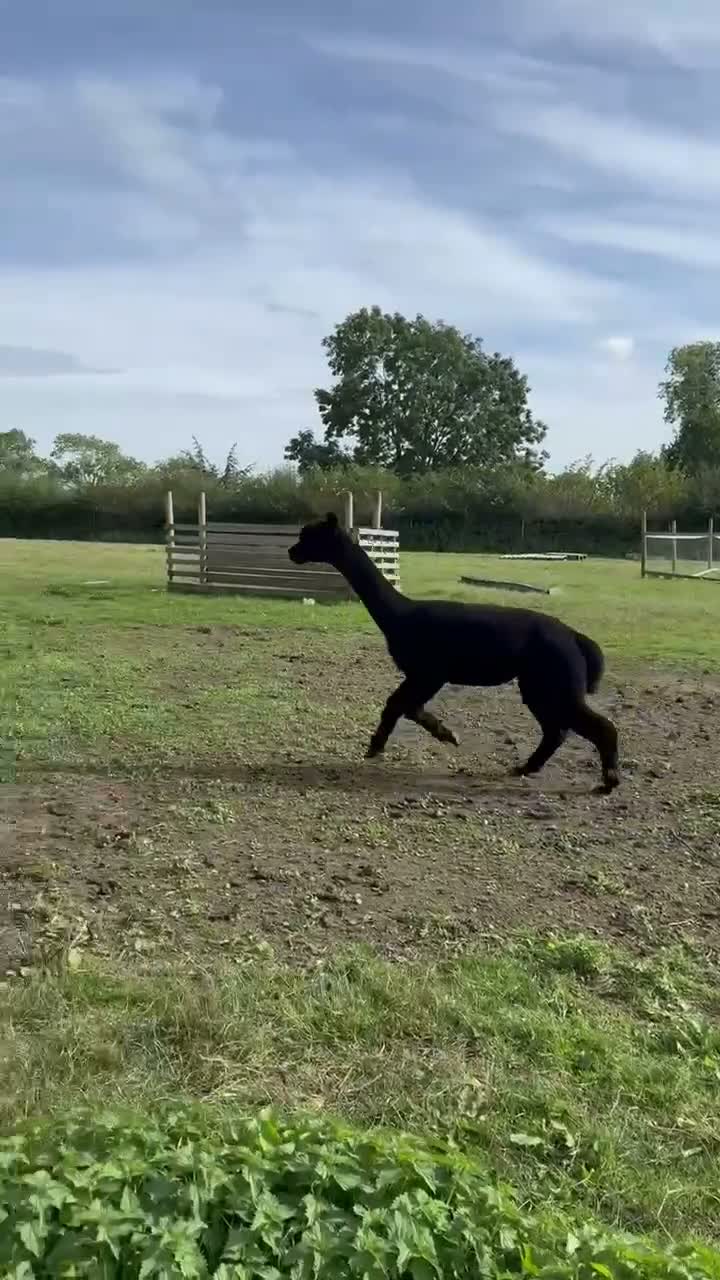 Alpaca livestock for sale: Stunning solid-black BAS-listed Huacaya male in Ashbourne - Video 1