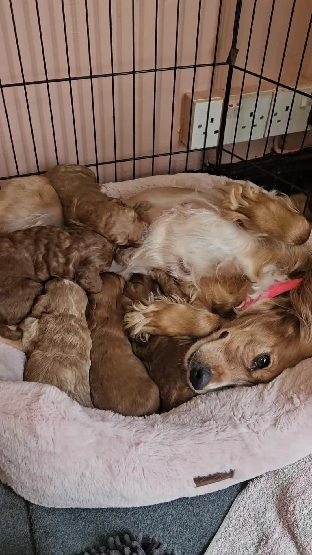 Cockapoo dogs for sale: Cockerpoo  in Leeds - Video 3