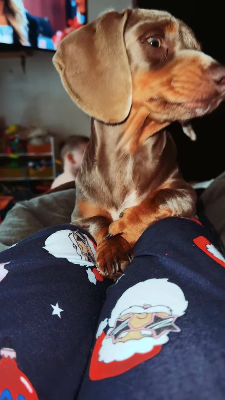 Miniature Dachshund dogs for sale: Rehoming due to il health  - Video 2