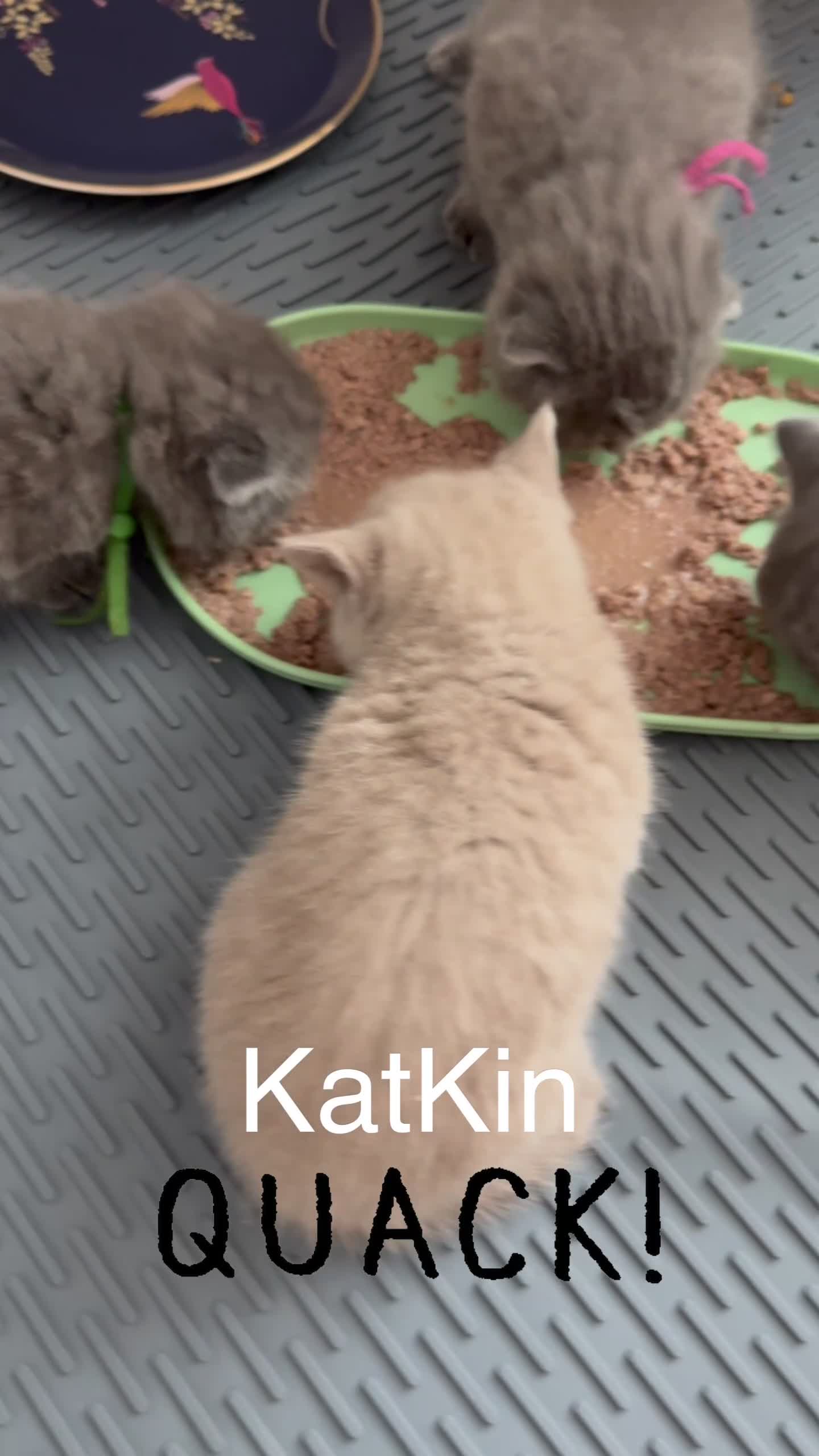 British Shorthair cats for sale: Beautiful Blue & Lilac British Shorthair Kittens - Video 2