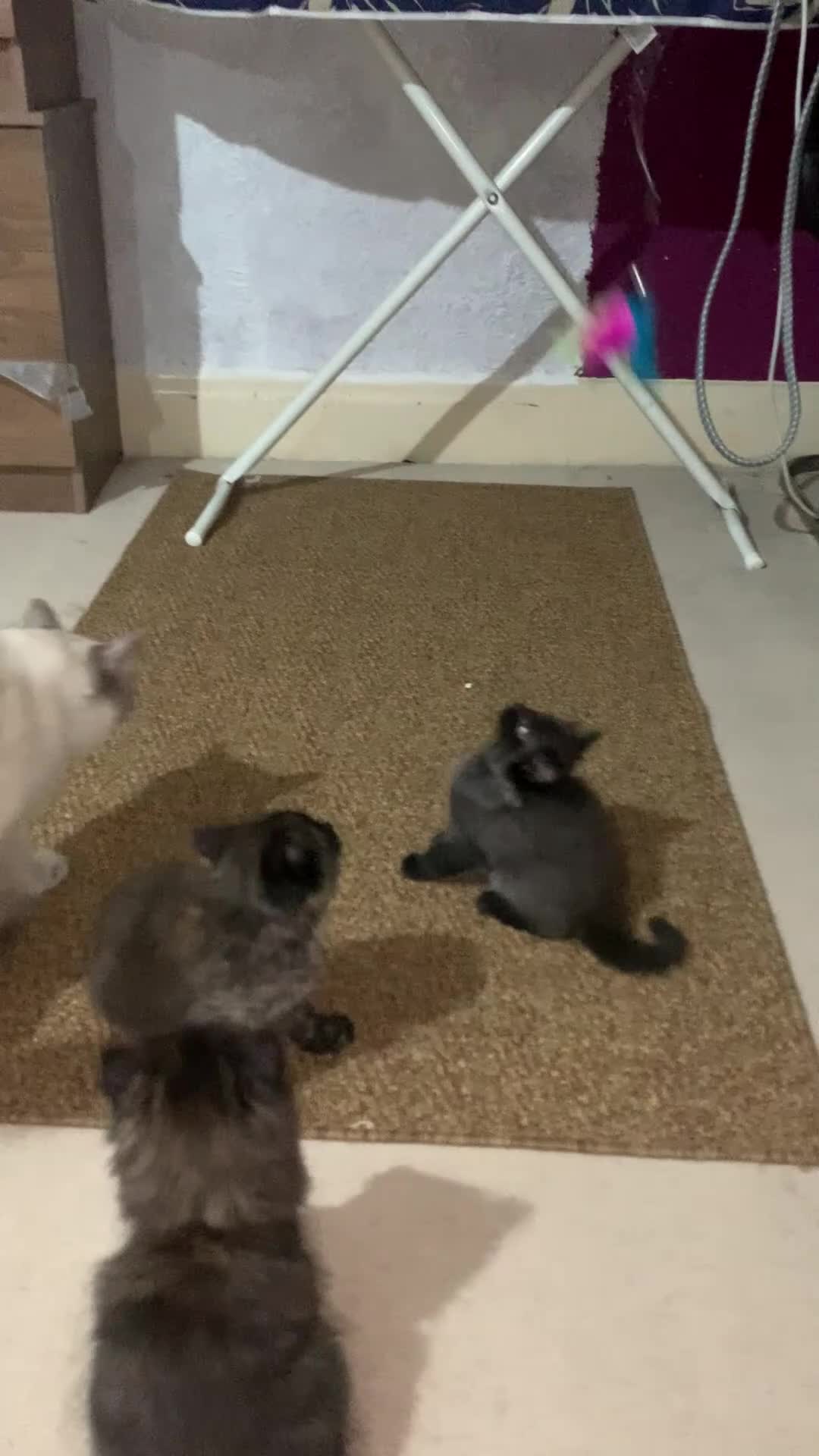 Domestic Shorthair cats for adoption: Ragdoll and kittens adoption  in Manchester - Video 1