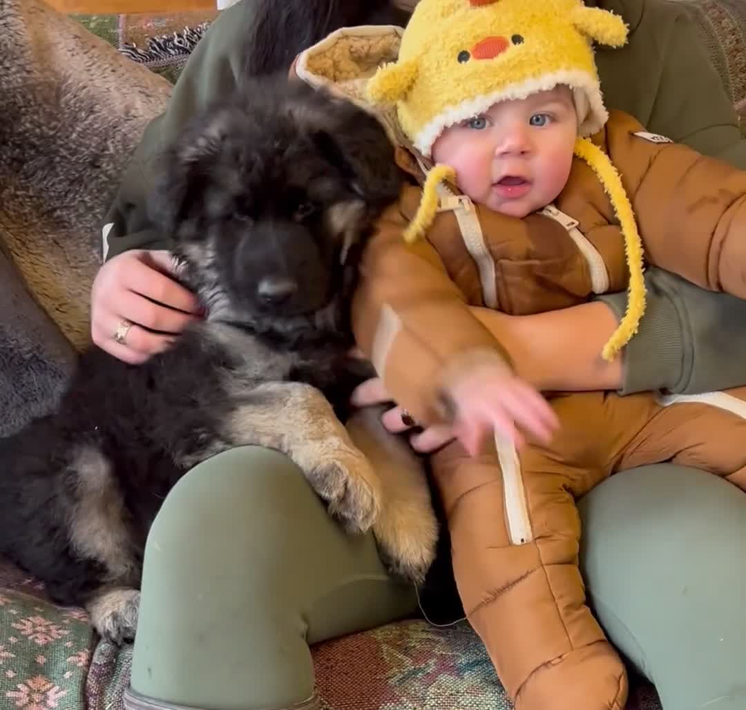 German Shepherd dogs for sale: Stunning Pedigree Male German Shepherd Puppy - Video 1