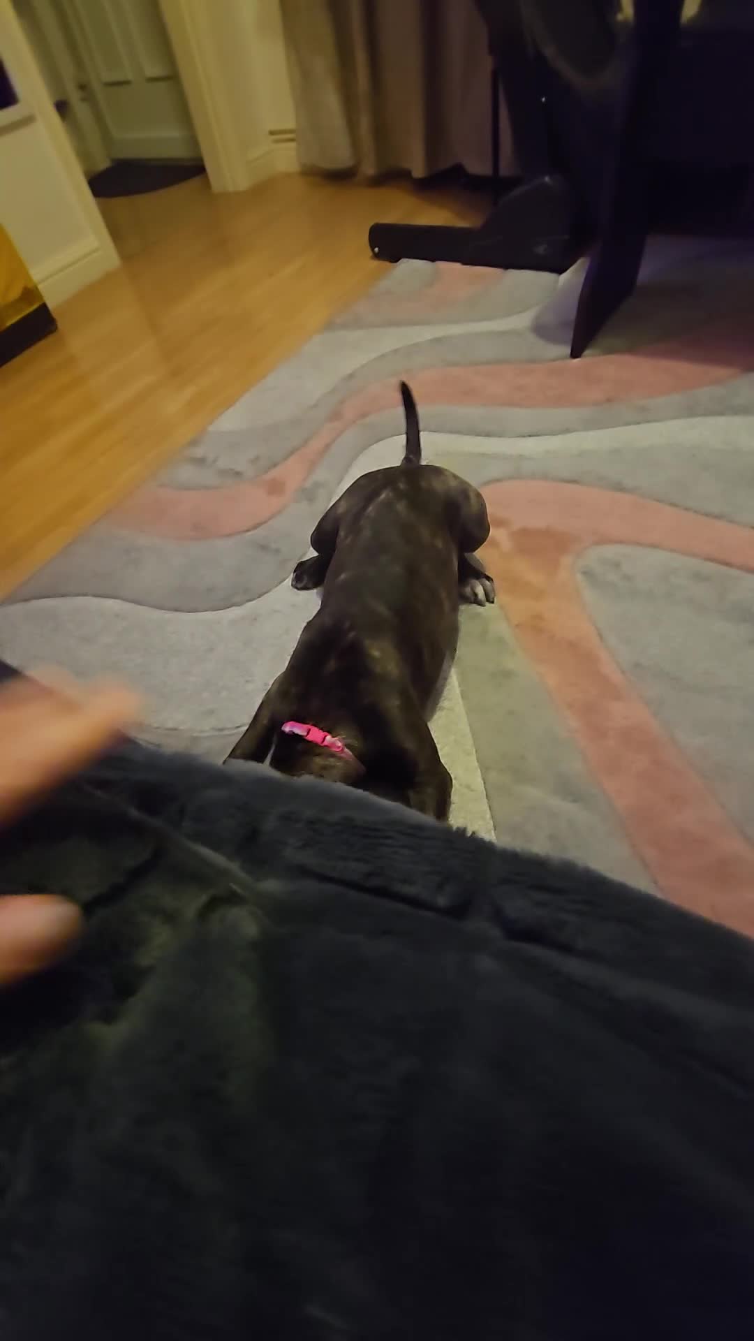 Staffordshire Bull Terrier dogs for sale: 🐶 Angel   Staffordshire Bull Terrier cross - Video 1