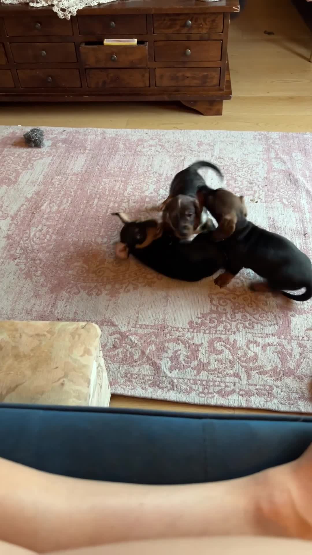 Miniature Dachshund dogs for sale: Stunning Dapple miniature dachshund boy - Video 3