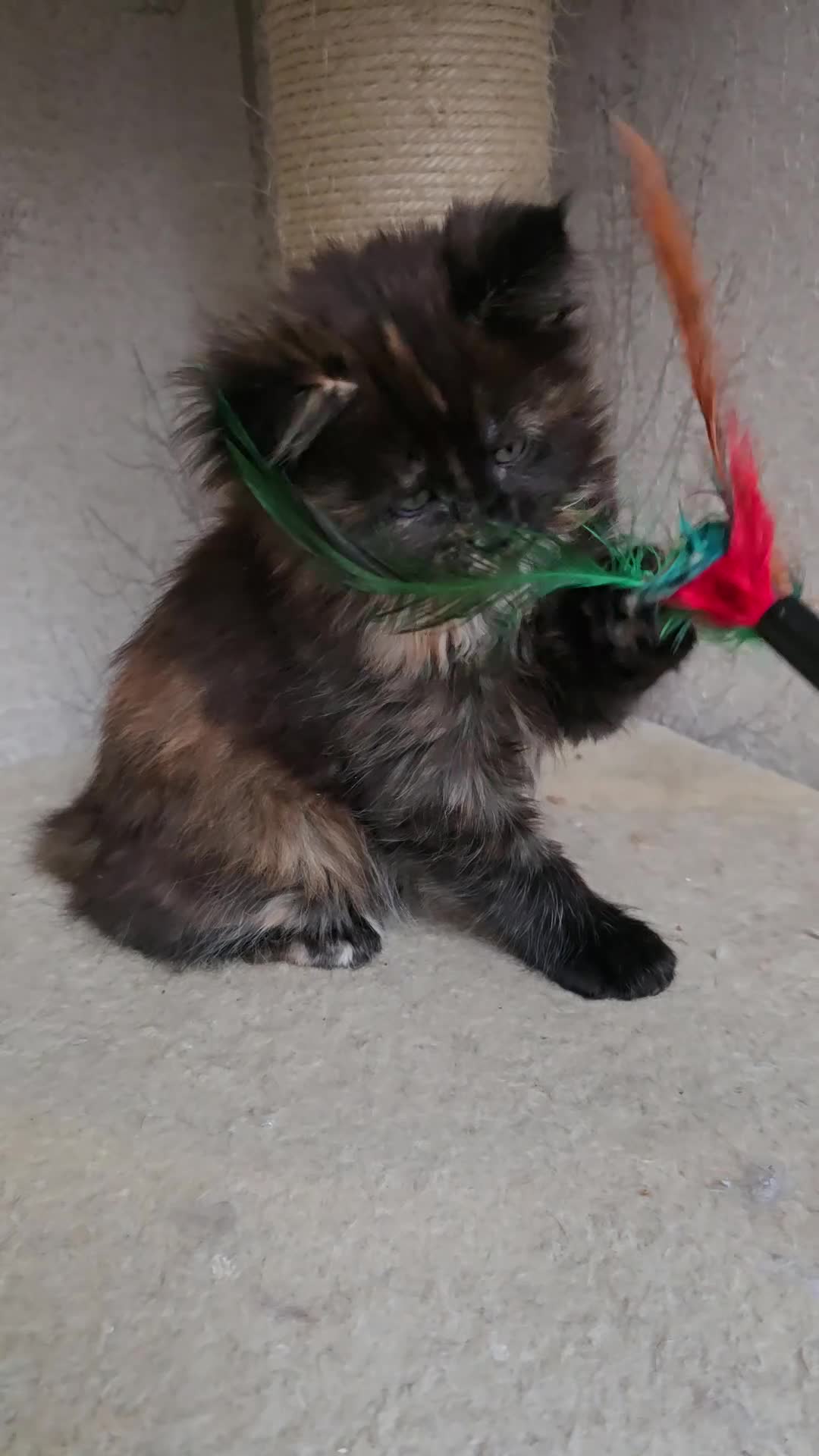 Maine Coon cats for sale: Amazing Large Purebred Maine Coon Kittens - Video 1