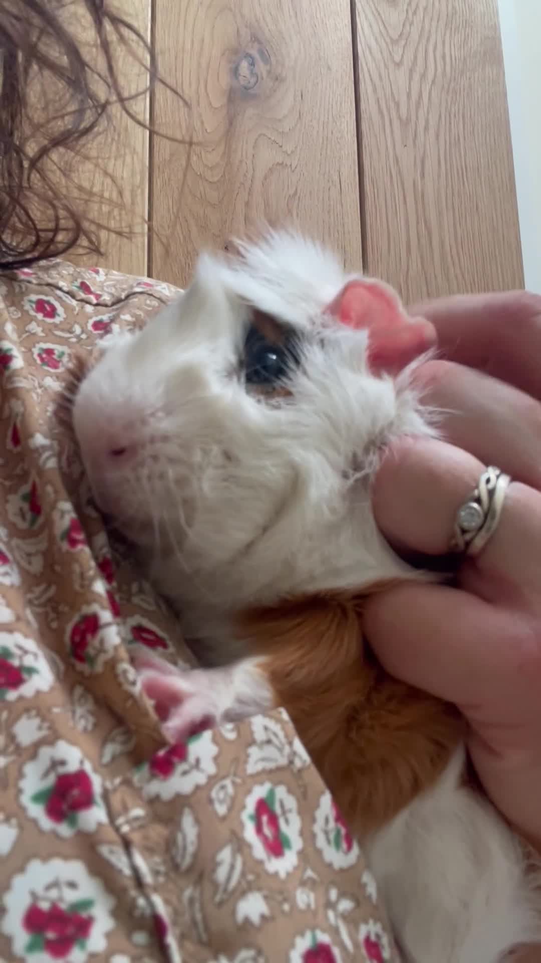 Guinea Pig rodents for sale: Beautiful Male Abyssinian Guinea Pig - Video 1