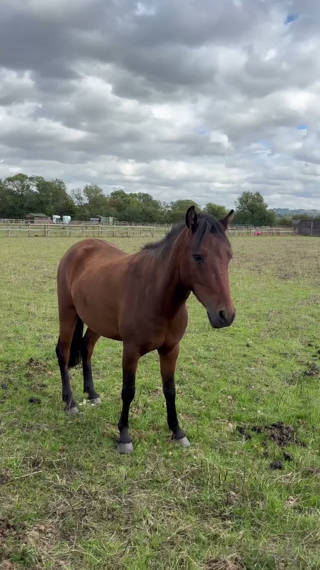 Caspian horse horses for sale: Ant (Rudaki Anthony) in Evesham - Video 3