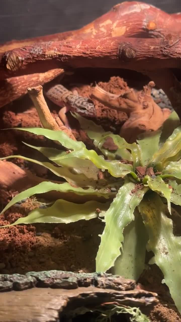 Leopard Gecko reptiles for sale: Leopard gecko (Viv included) - Video 1