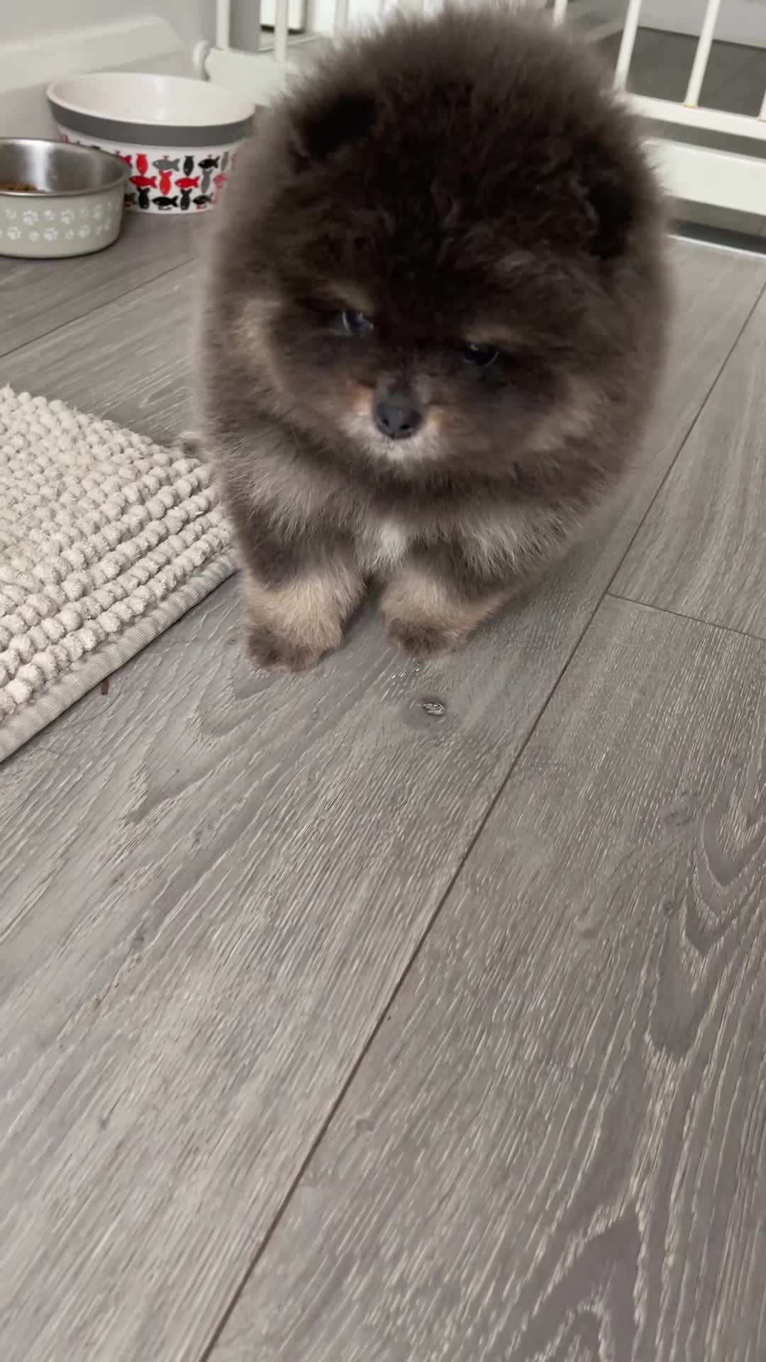 Pomeranian dogs for sale: 🐾 RESERVATIONS NOW OPEN 🐾 - Video 3