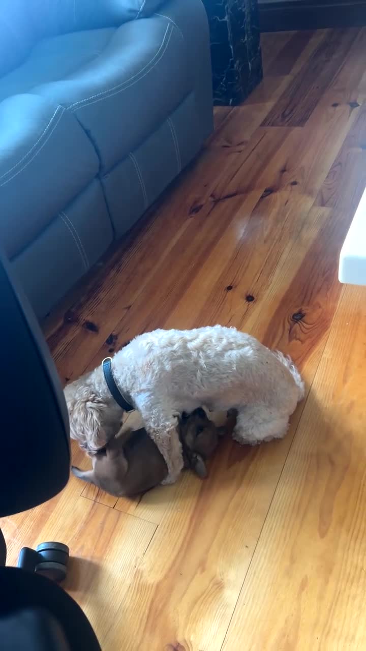 Mixed Breed dogs for sale: Yorkiepoo cross Jack Russell Girl in Armagh - Video 1