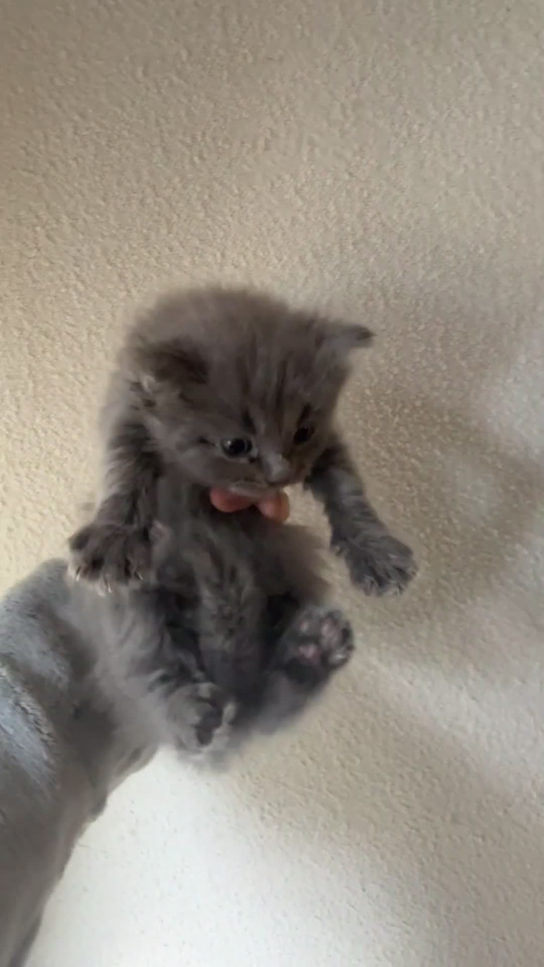 Ragdoll cats for sale: Ragdoll x BSH kittens  - Video 1