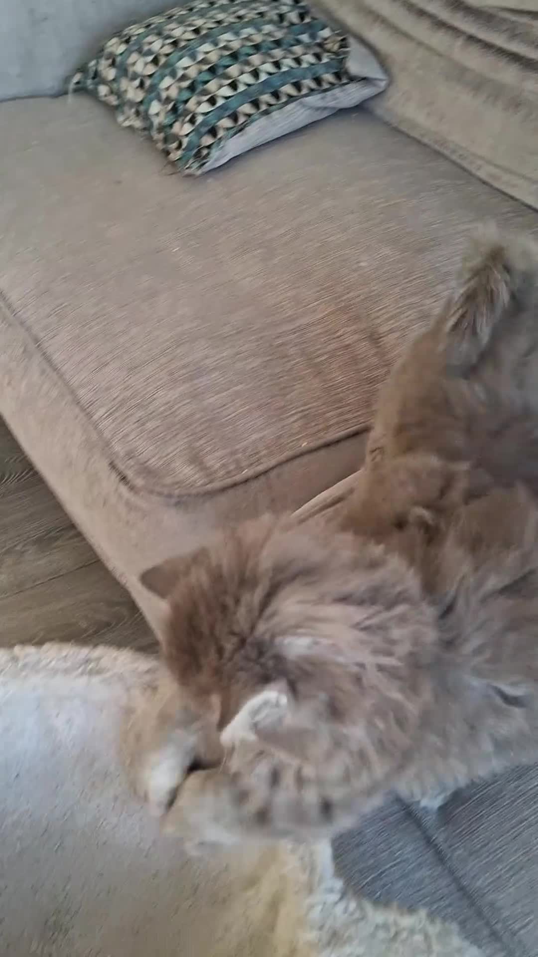 British Longhair cats for sale: 5 x beautiful BLH kittens for sale - Video 1