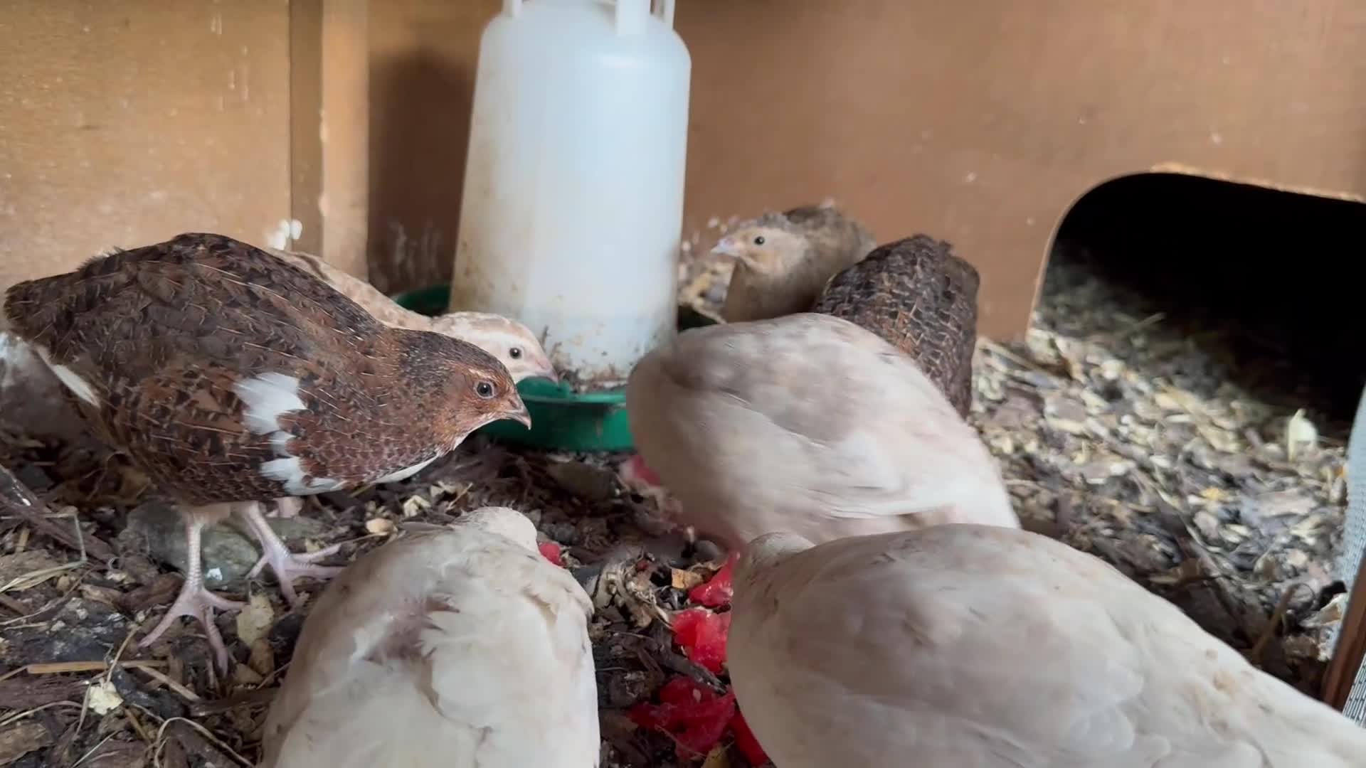 Quail poultry for sale: Starter Flock of Japanese Coturnix Quails - Video 1