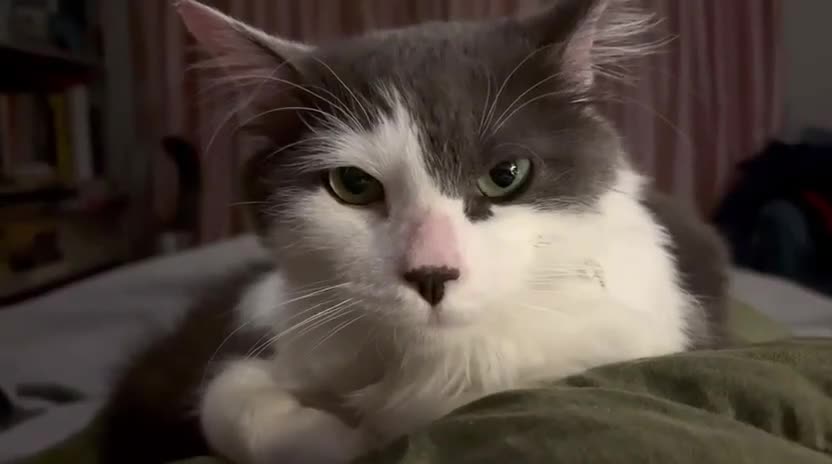 Mixed Breed cats for adoption: Floyd is urgently looking for a home - Video 4