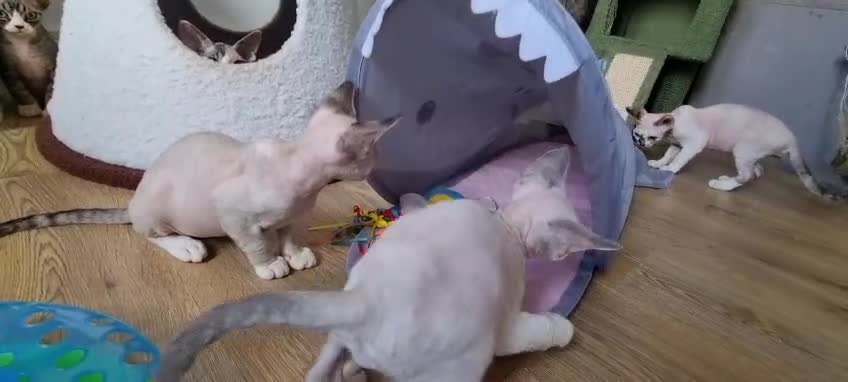 Devon Rex cats for sale: Devon Rex Kittens-Ready for Their Forever Homes! - Video 4