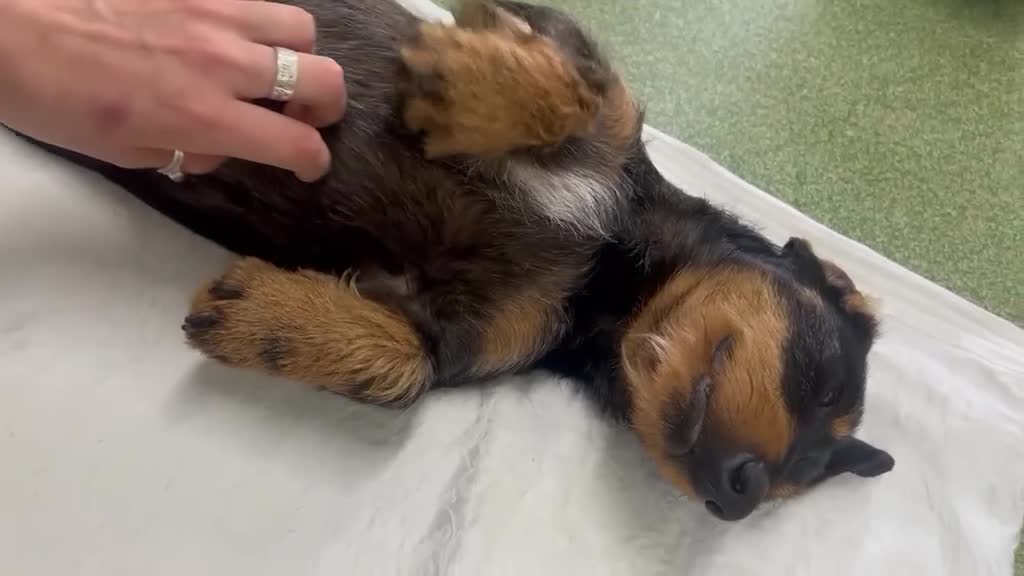Dachshund dogs for adoption: Stitch - Video 1