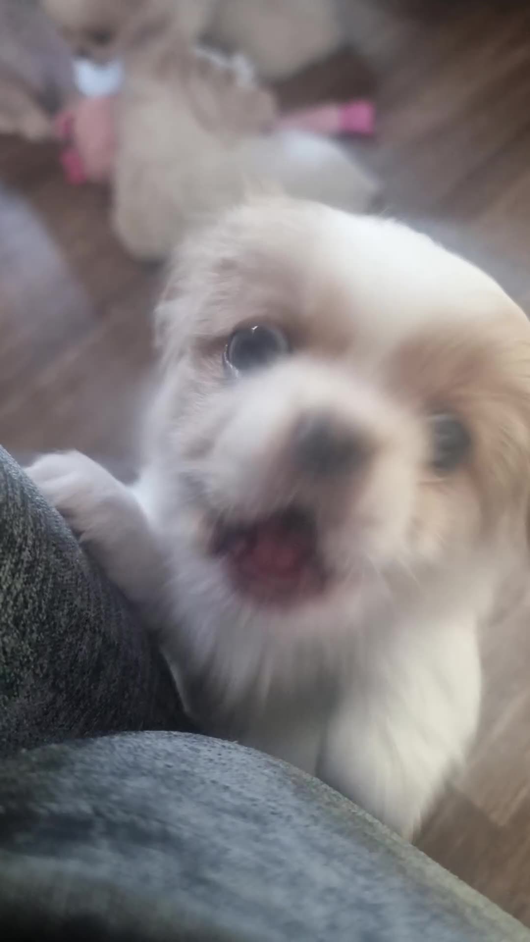 Mixed Breed dogs for sale: 6 gorgeous Pekingese x Tibetan Spaniel puppies in Wirral - Video 4