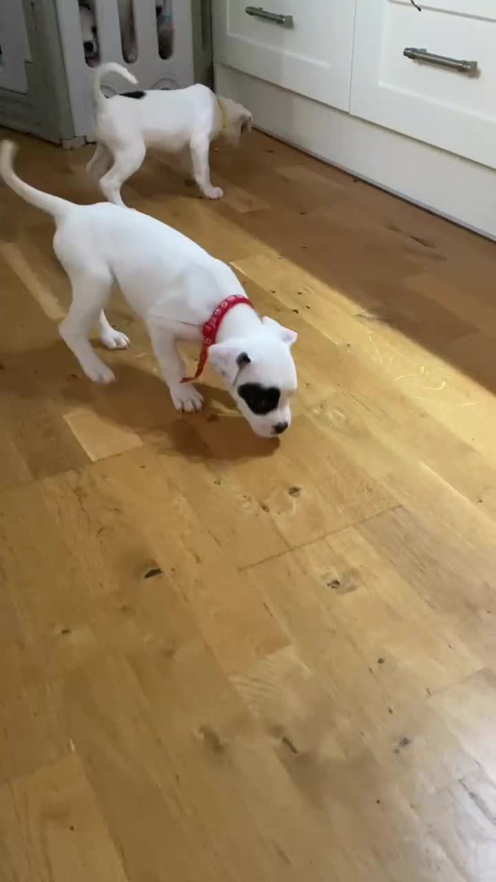 American Bulldog dogs for sale: American bulldog puppies  - Video 1