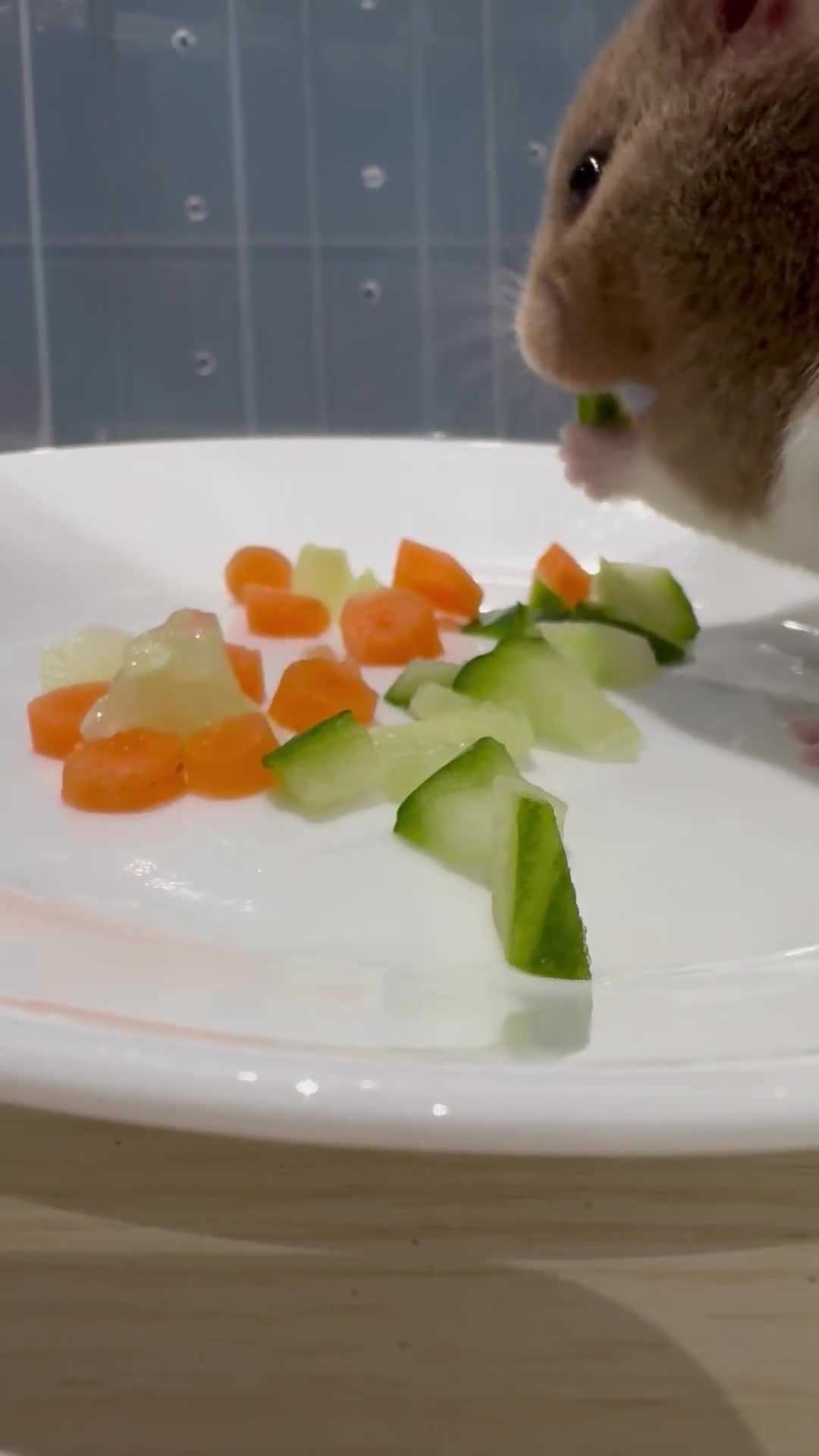 Hamster rodents for sale: Betsy and her accessories - Syrian Hamster - Video 2