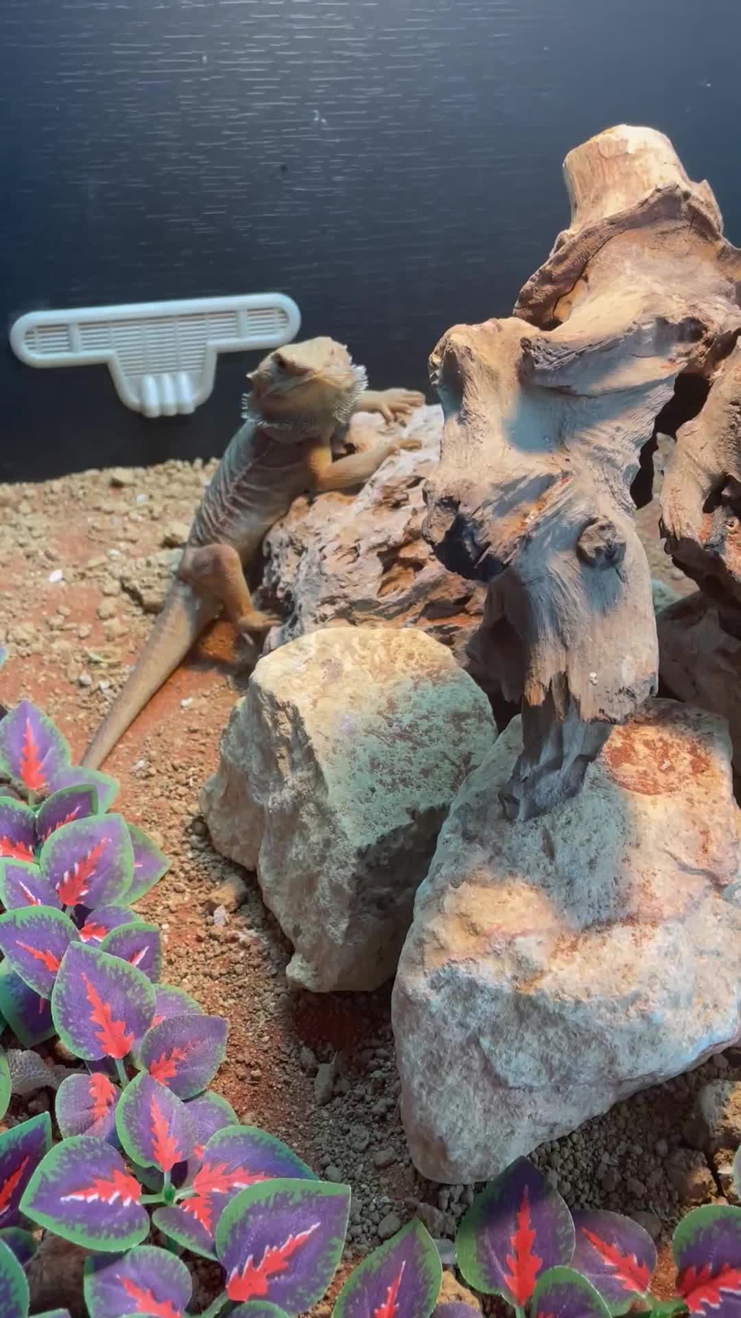 Bearded Dragon reptiles for sale: Rocky the Bearded Dragon - Video 1