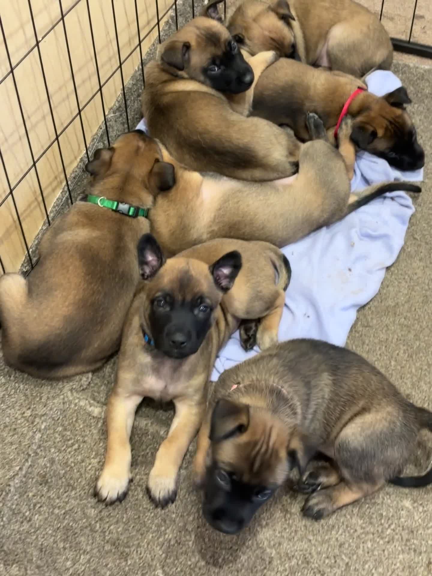 Belgian Shepherd Dog dogs for sale: belgian malinois Puppies - Video 1