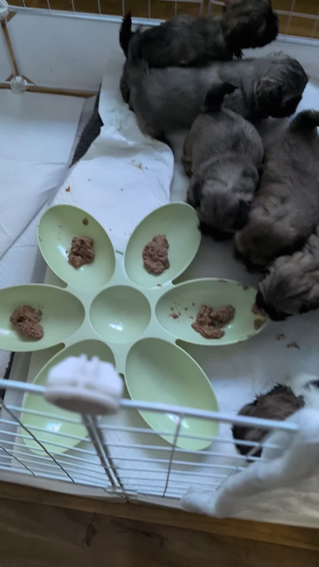 Shih Tzu dogs for sale: ALL RESERVED .Beautiful pure Shih Tzu puppies   - Video 1