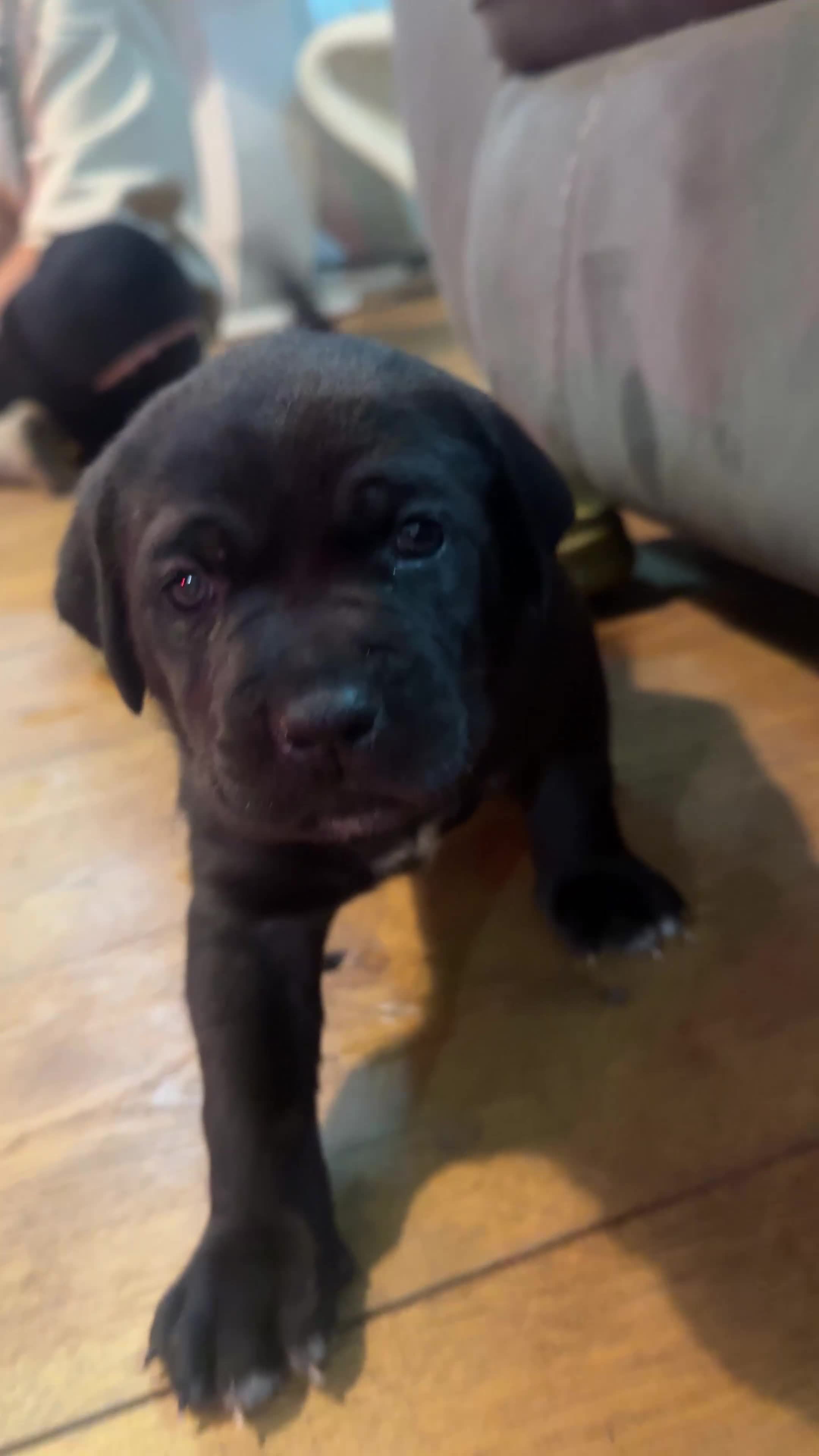 Bandog dogs for sale: BANDOG PUPPIES – SERIOUS QUALITY, SERIOUS PRESENCE - Video 1