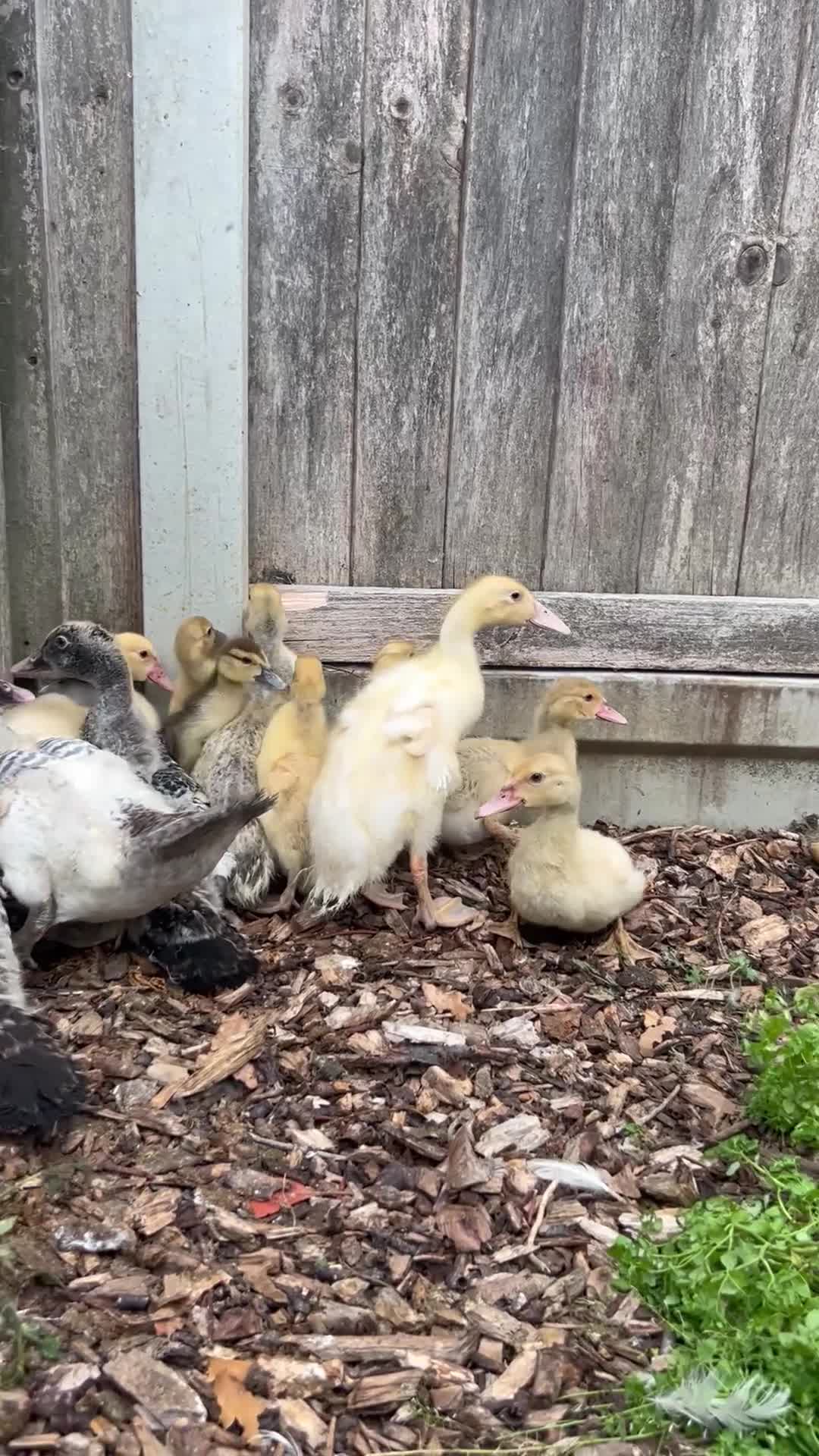 Ducks poultry for sale: Muscovy ducks/ducklings (female) - Video 1