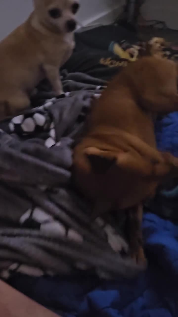 Miniature Pinscher dogs for stud: Terminator the mini pin in Dukinfield - Video 2