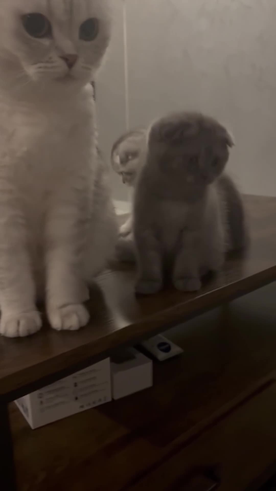 Scottish Fold cats for sale: Scottish Fold kitten - Video 4