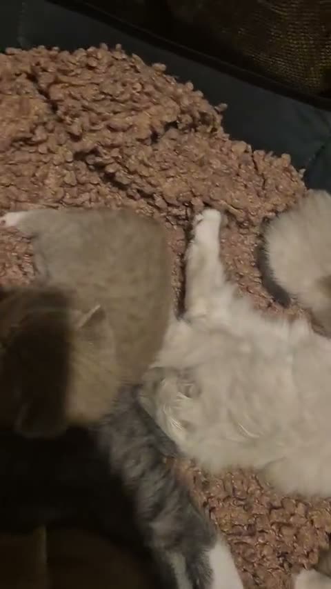 British Shorthair cats for sale: 5 beautiful BSH x Ragdoll kittens  - Video 2