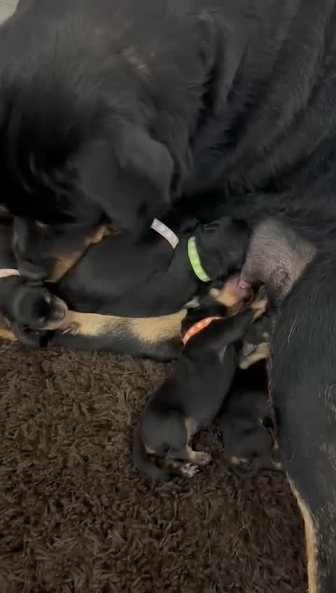 Rottweiler dogs for sale: Stunning chunky Rottweiler puppies - Video 2