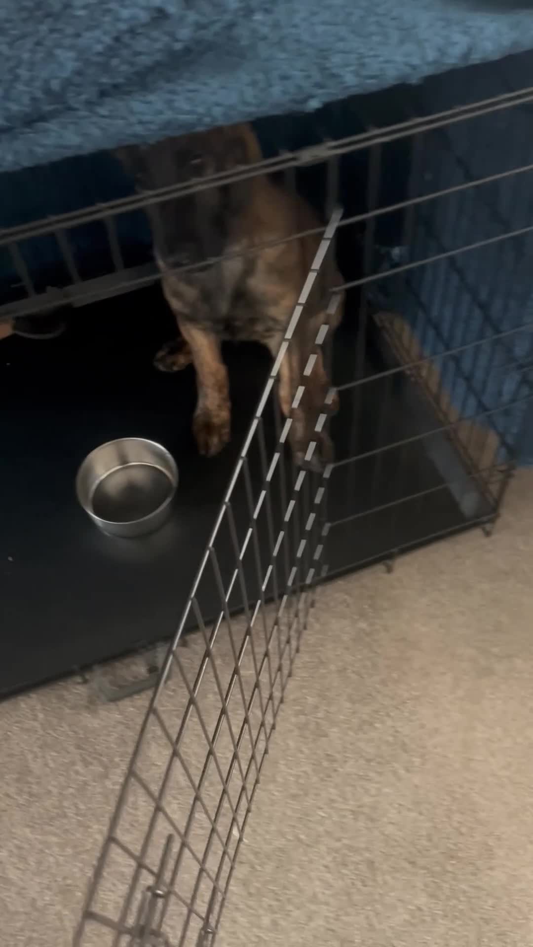 German Shepherd dogs for sale: Dutch herder X GSD  in Wakefield - Video 3