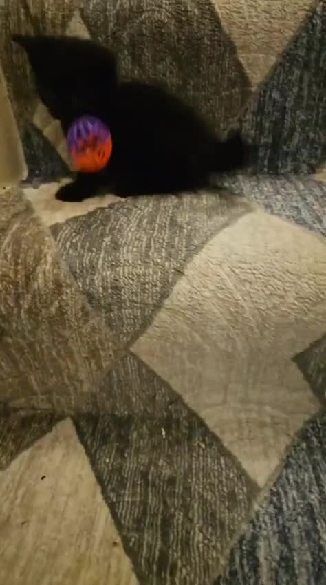 Bombay cats for sale: 2 lovely kitten left 😍 💙  - Video 1
