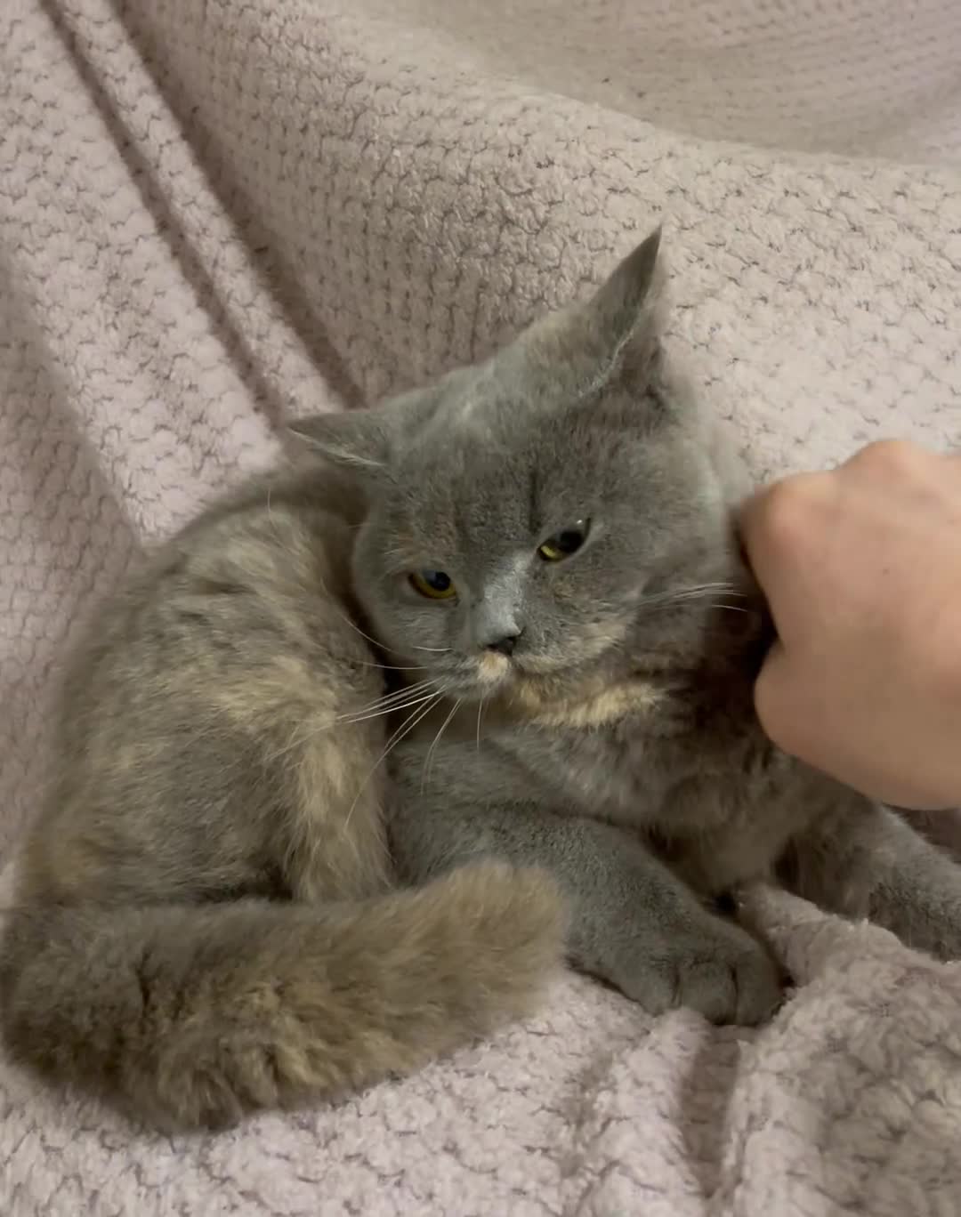 British Shorthair cats for sale: GCCF Registered ACTIVE for breeding Female Kitten  - Video 1