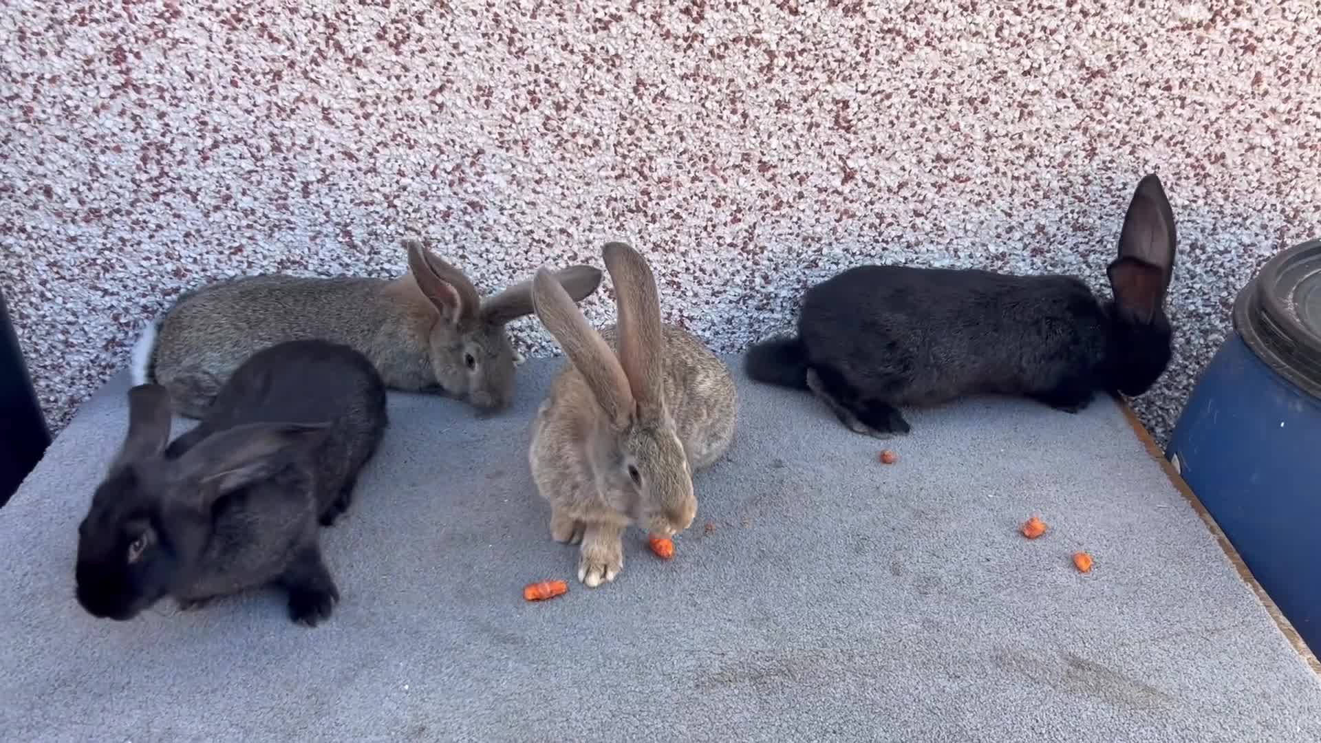 Continental Giant rabbits for sale: Giant continental  - Video 1