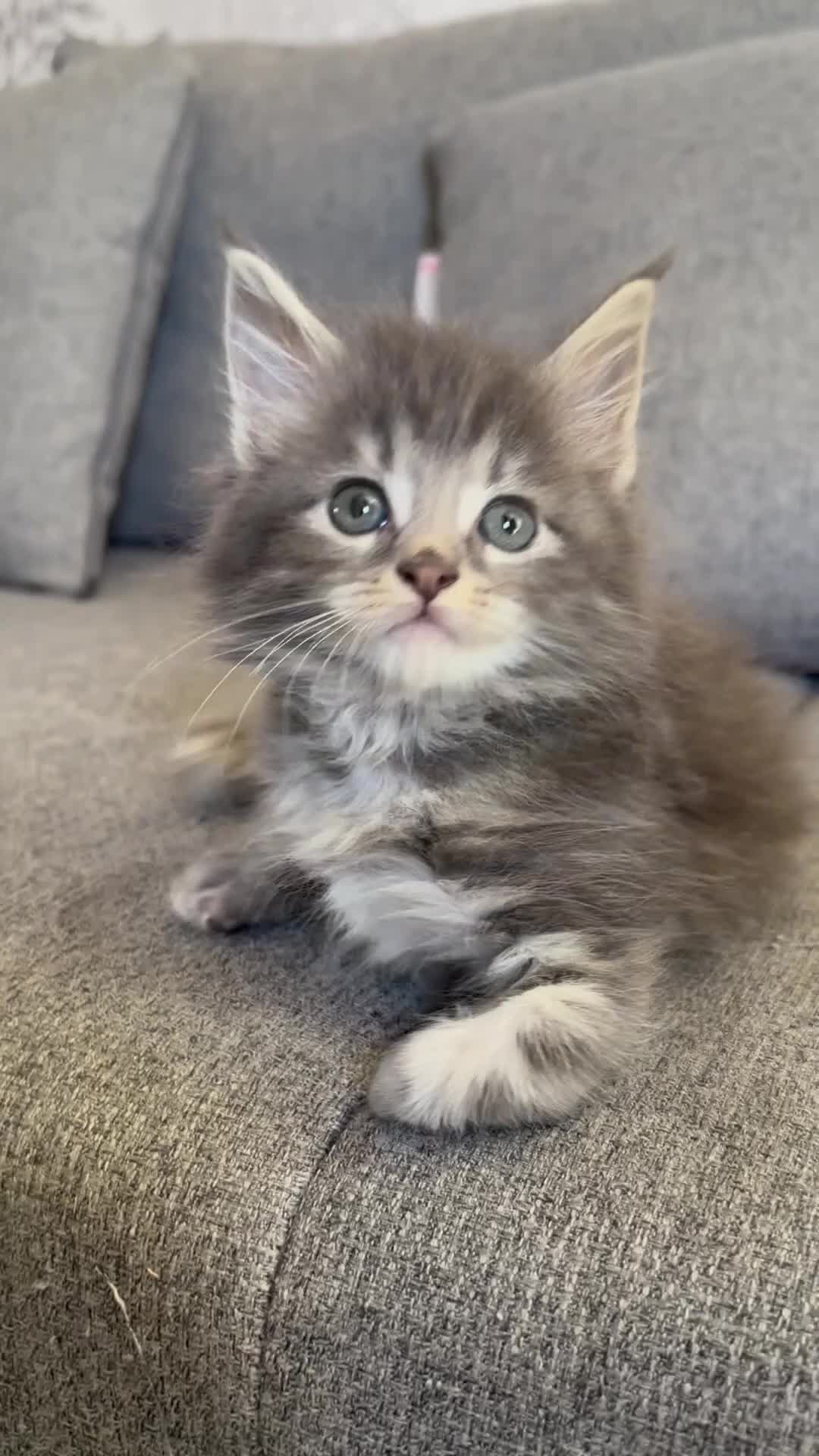 Maine Coon cats for sale: 🐾 TICA Registered Maine Coon Kittens 🐾 - Video 1