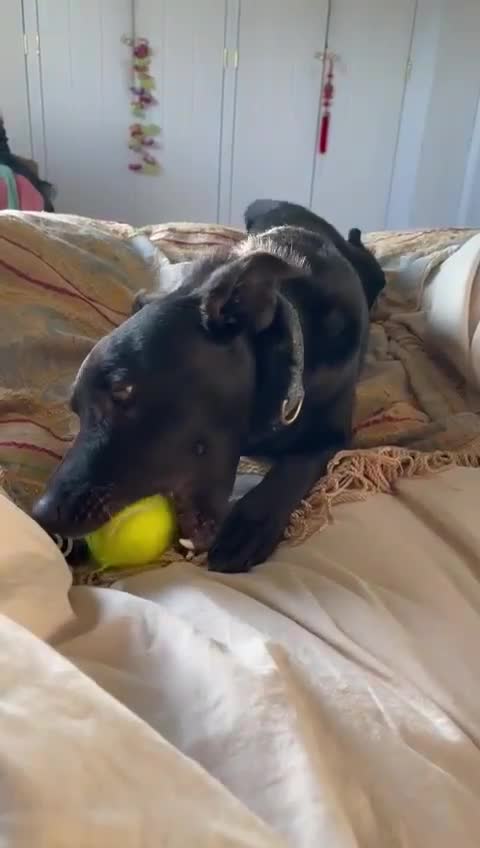 Mixed Breed dogs for adoption: TED - 5 yrs, medium, playful, loves other dogs in Ross-on-Wye - Video 2