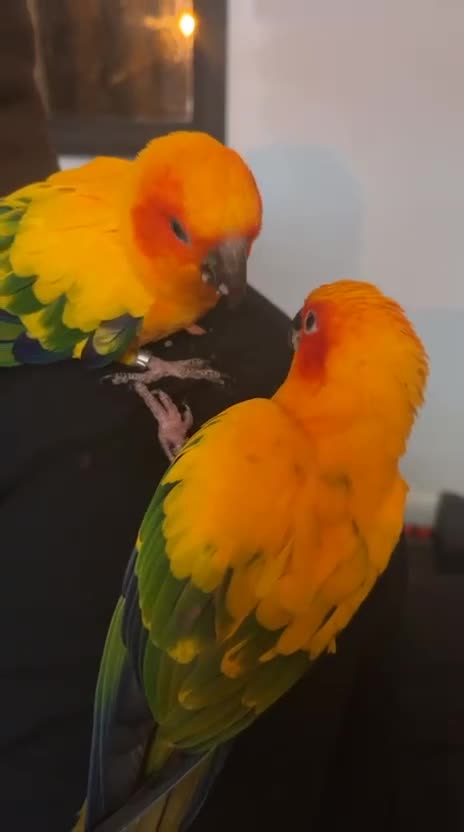 Conures birds for sale: Take Proven Breeding Pair Of Conures - Video 1