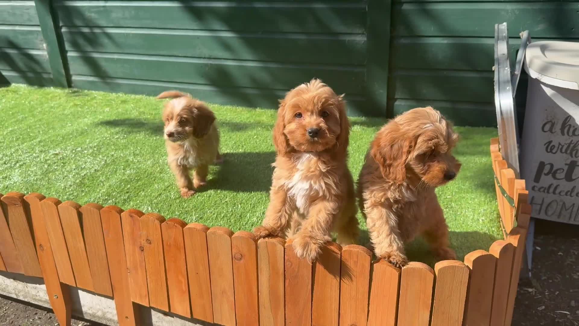 Cockapoo dogs for sale: Gorgeous Toy Cockapoo pups - Video 1