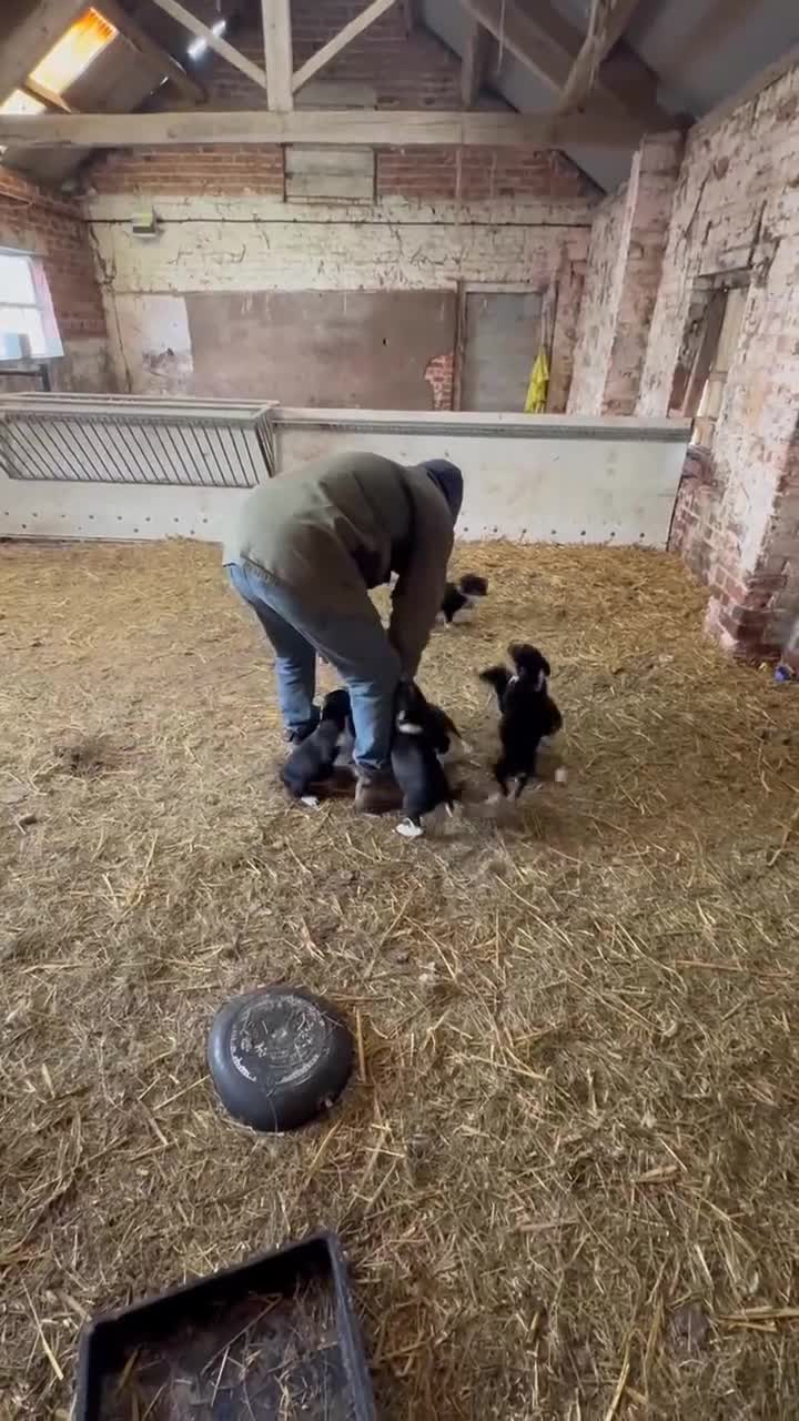 Mixed Breed dogs for sale: Collie pups for sale, ready now  - Video 1